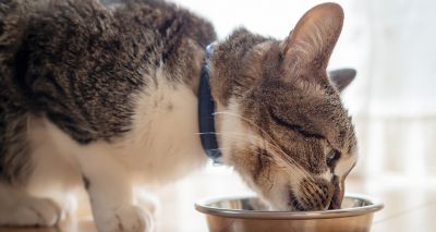 Feline health 'not adversely affected' by plant-based diets, study suggests